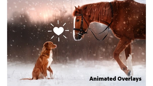 Adobe Photoshop Elements & Premiere Elements 2026