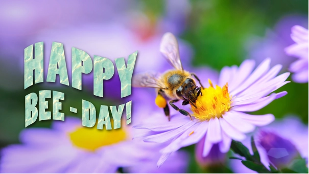 Adobe Photoshop Elements 2024